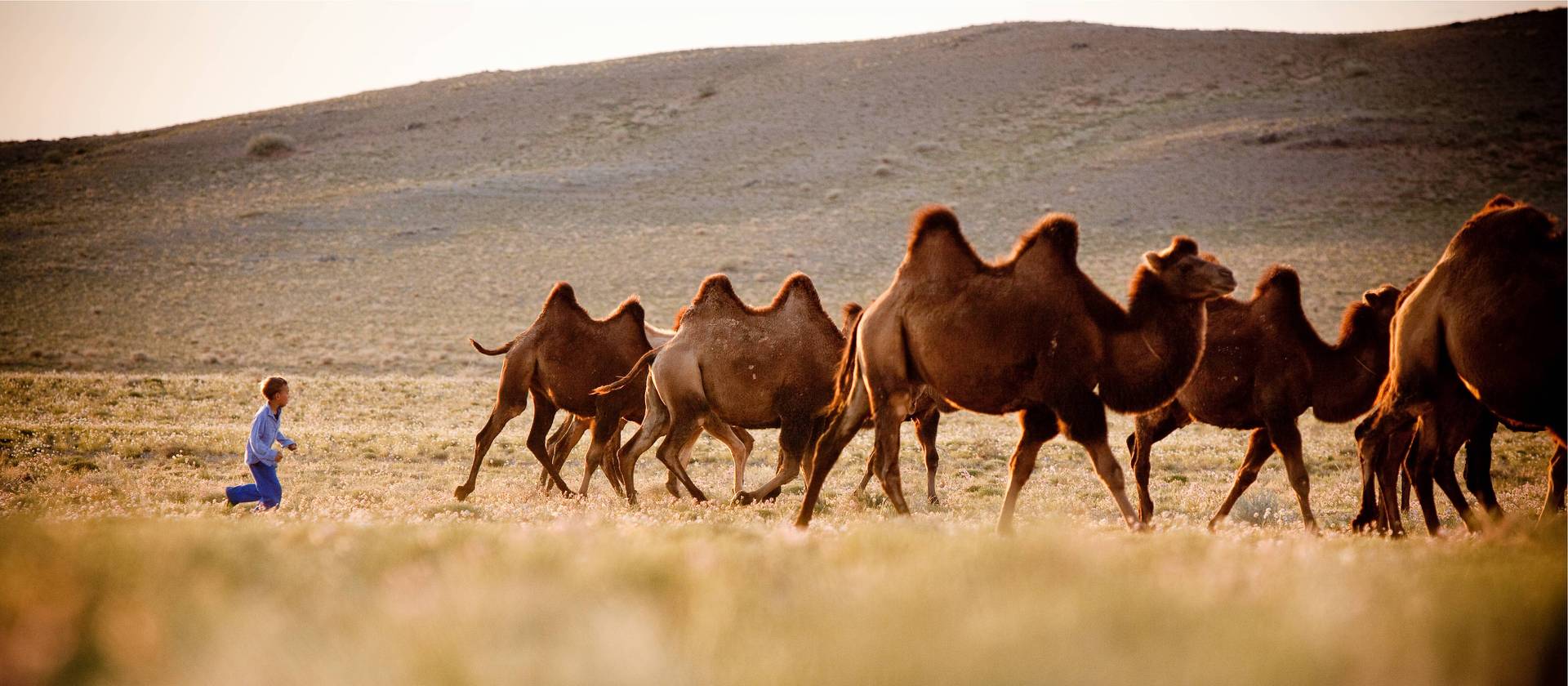 What Is Baby Camel Wool?