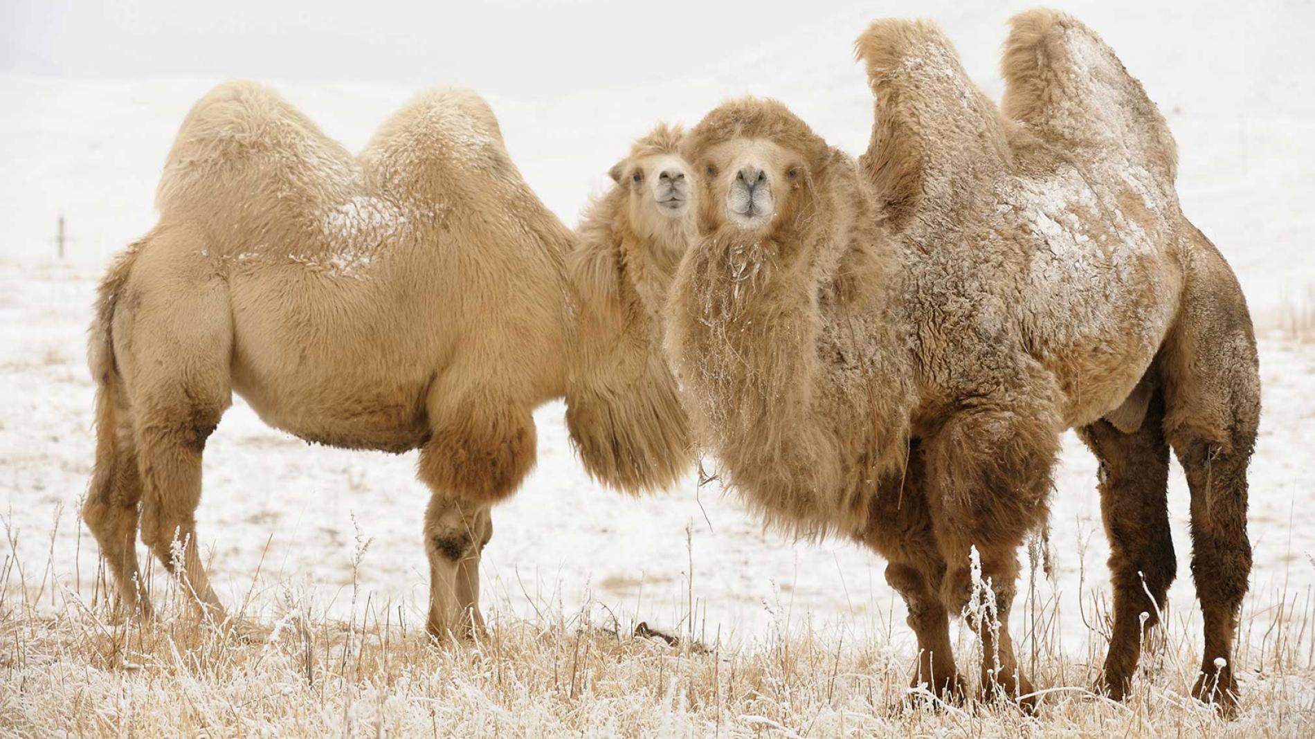 Is Camel Wool Itchy? The Truth About One of Nature’s Softest Fibers